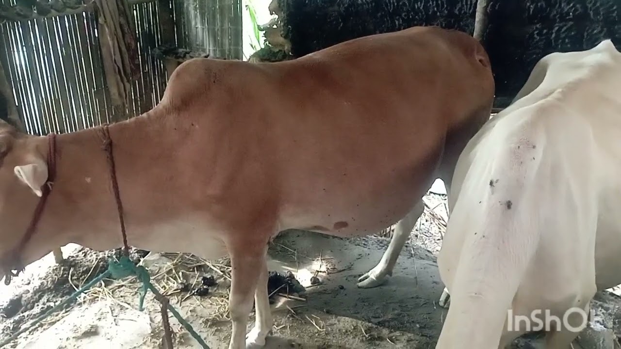 ejab alliance,, SL cross bull no 441,, দুধে মাংসে বাংলাদেশ বদলে যাবে সারা দেশ