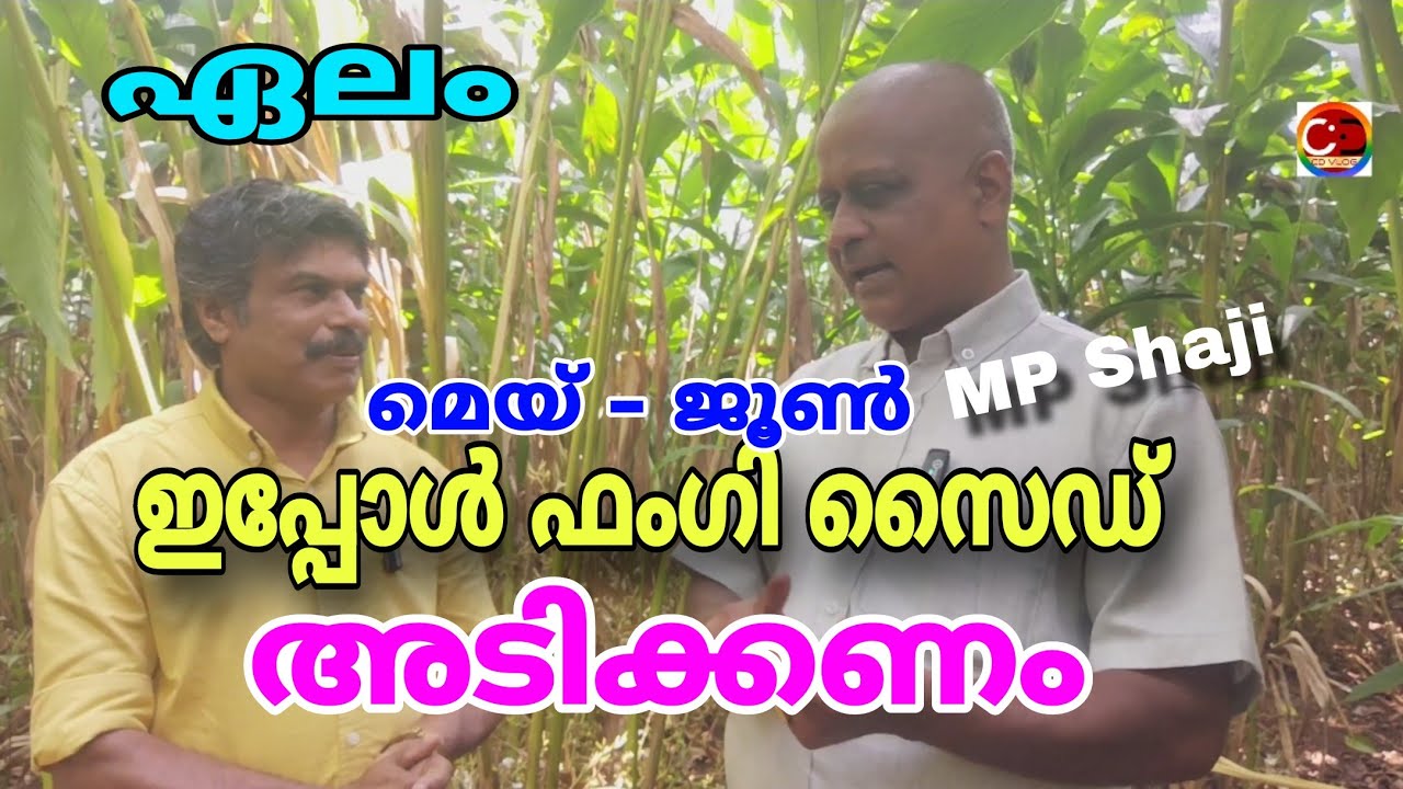 #ഏലം / ഇപ്പോൾ ഫംഗി സൈഡ് അടിക്കണം / മെയ് - ജൂൺ ശാസ്ത്രീയ കൃഷിരീതികൾ / വളപ്രയോഗം പരിപാലനം / #MP Shaji