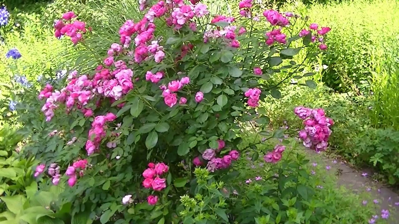 Karl-Foerster-Garten in Potsdam-Bornim
