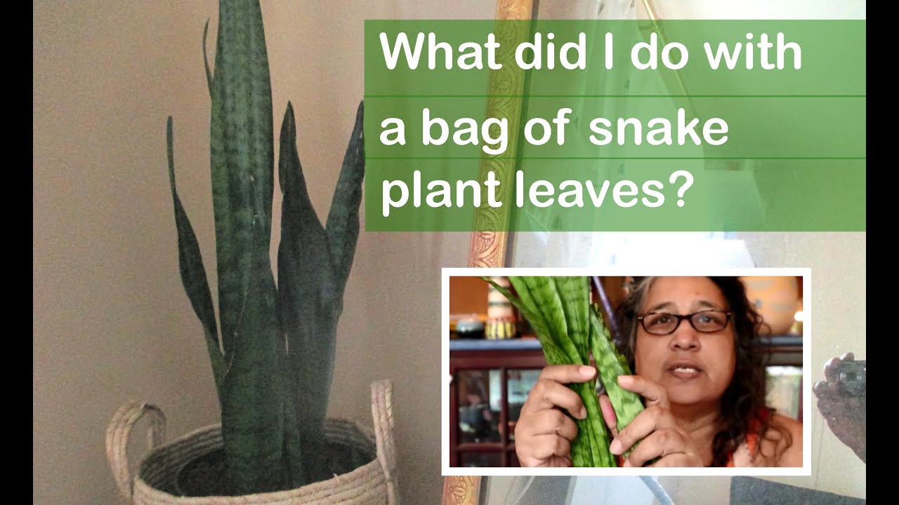How to extract fibre from a house plant (snake plant) and use it to make cordage or rope