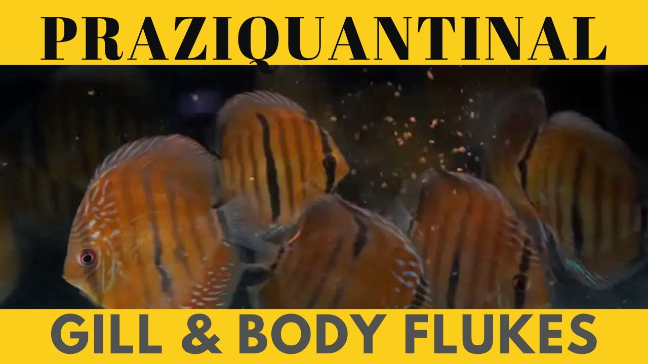 How to Effectively Treat for Gill and Body Flukes in Discus | Sheller Aquatics Praziquantel