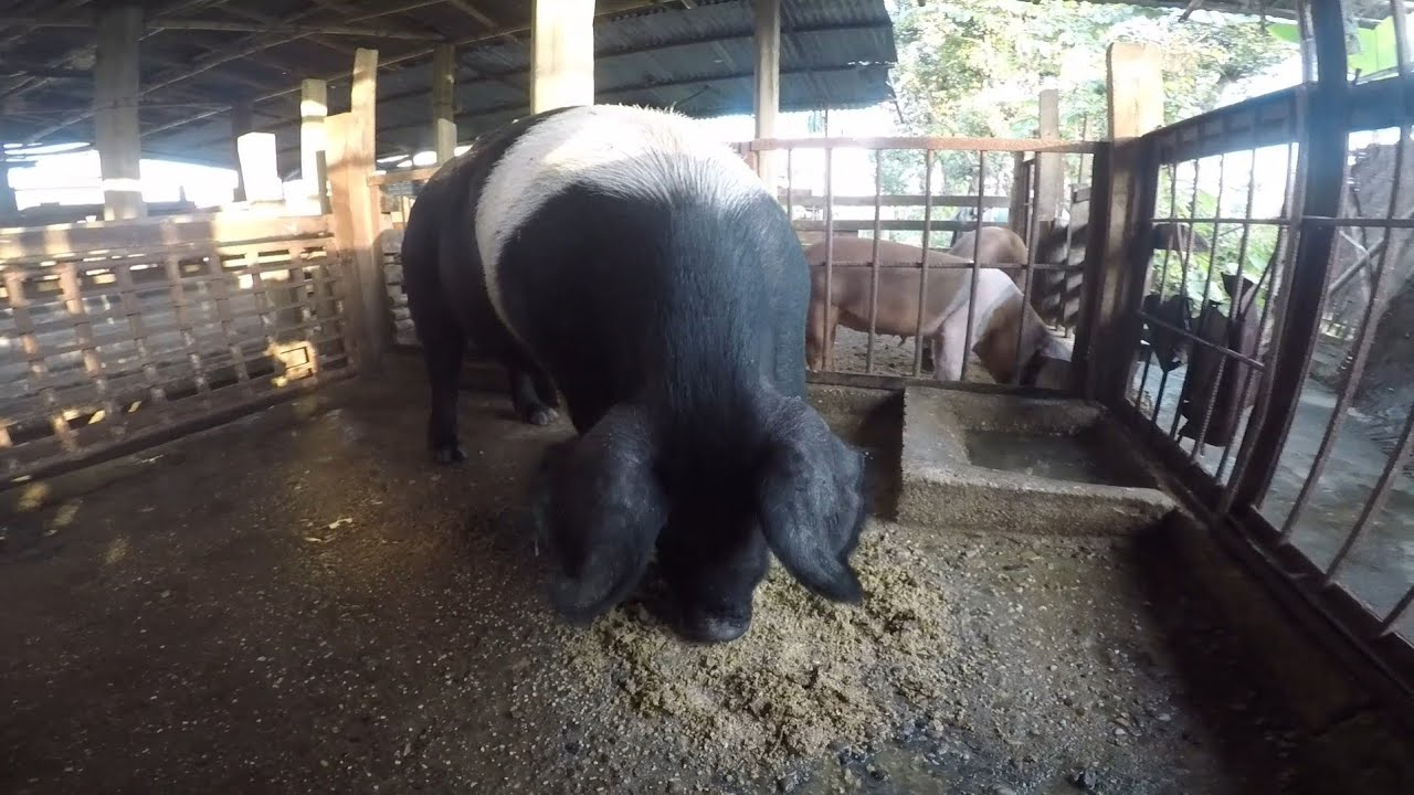 Feeding pigs #piggy #pig 