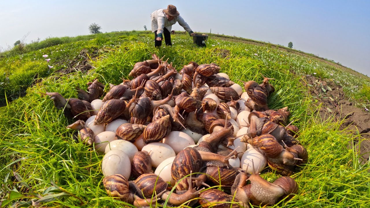 Survival Skills: Harvesting Wild Snails and Eggs in the Field
