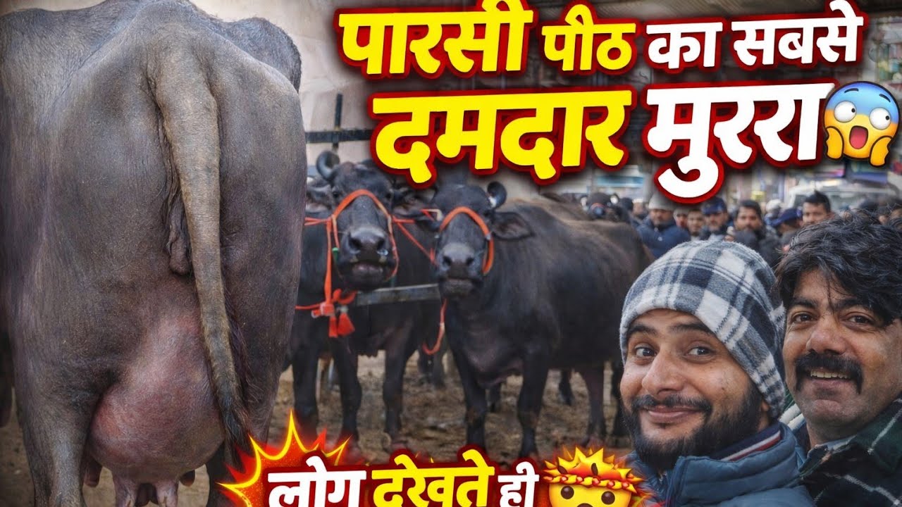 दमदार मुर्रा जिसने पूरी पैठ में हलचल मचा दी 😱पारसी का बाजार वीडियो देख कर दिल खुश हो जाएगा#yt #viral