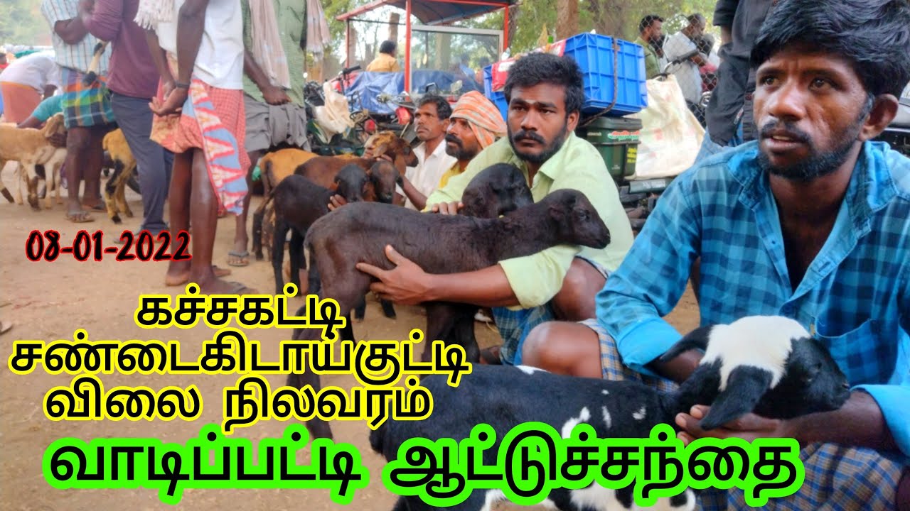 கச்சகட்டி சண்டை கிடாய் குட்டிகளின் வரத்து வாடிப்பட்டி சந்தை#goat #sheepmarket #goatmarket
