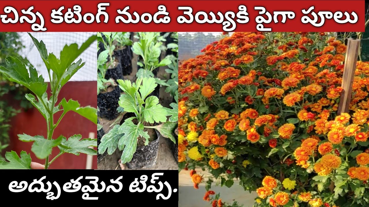 చామంతి మొక్కల అద్భుతమైన టెక్నిక్  తెలుసుకోవాలా//how to grow chrysanthemum plants from cuttings