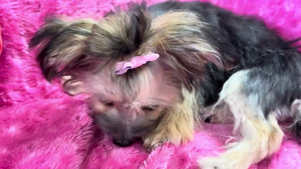 Sweet Pea F Morkie video 2-5-26