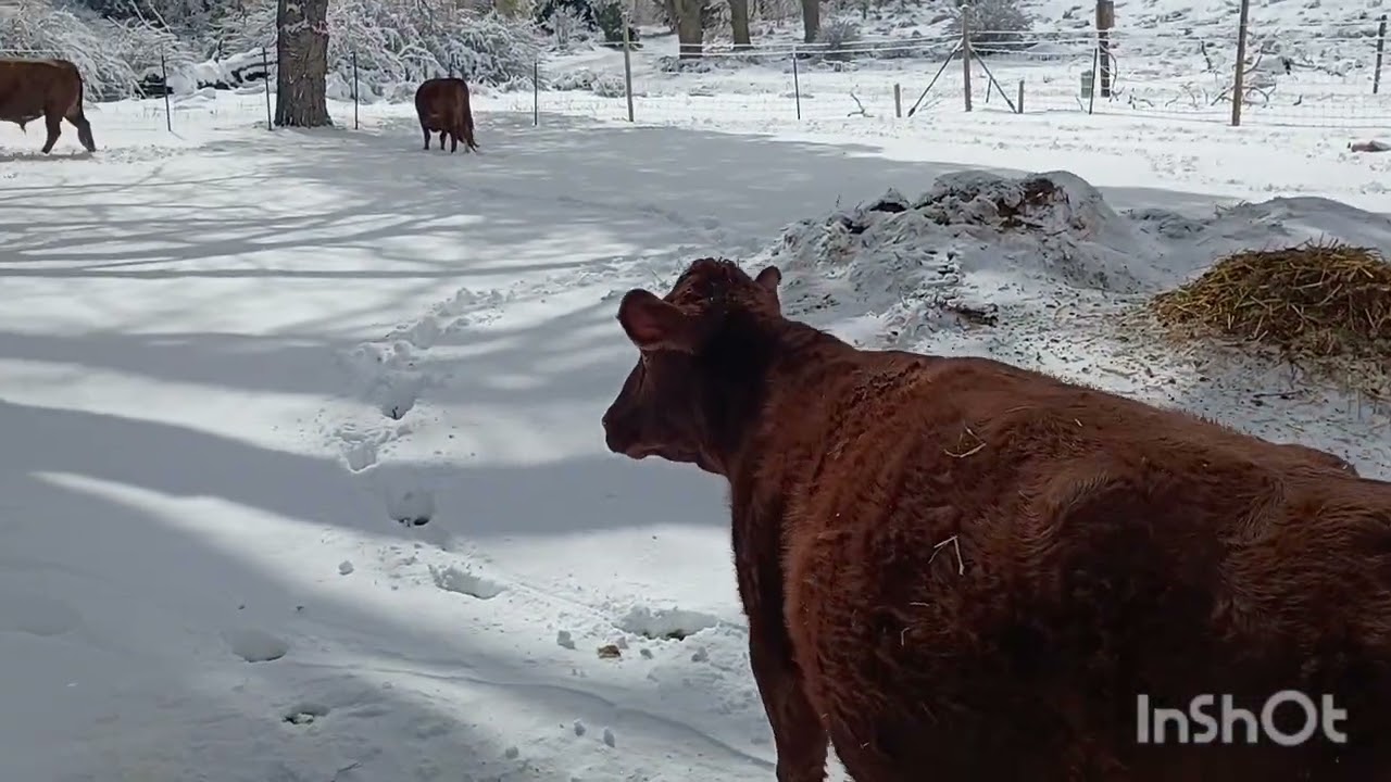 Dexter cows and solar panels 