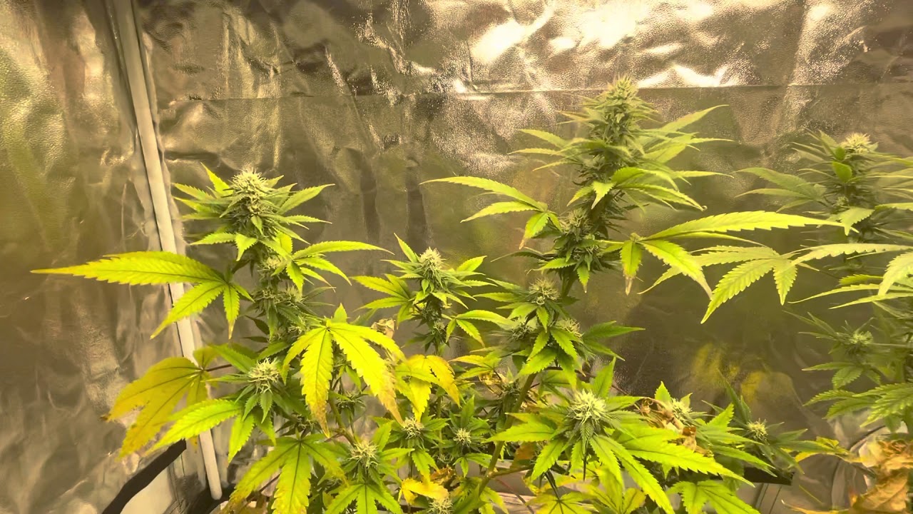 Mars Hydro Grow Journal TSW2000 (Day 18.2)