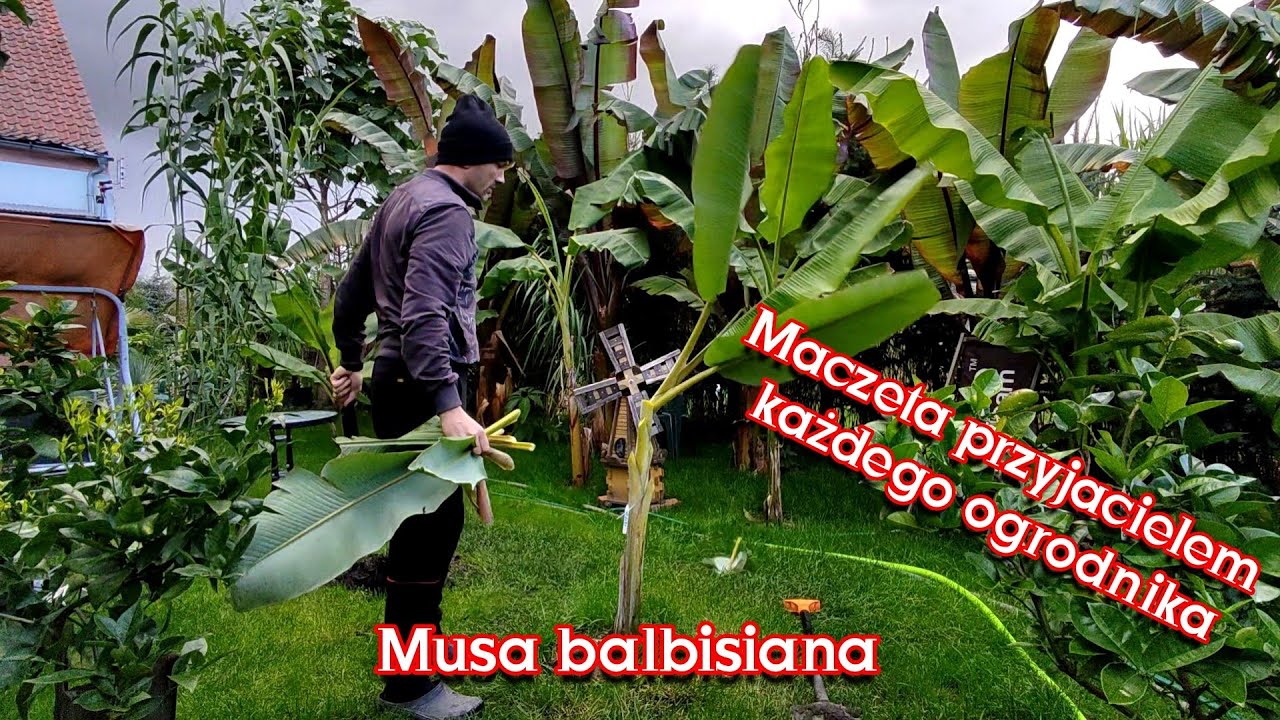 Bananowiec musa balbisiana. Wykopywanie, cięcie liści, porady co dalej.