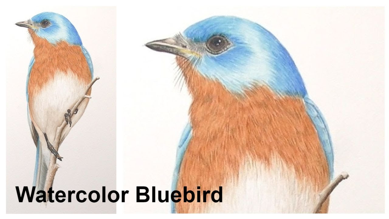 How to Paint a Realistic Bluebird in Watercolor