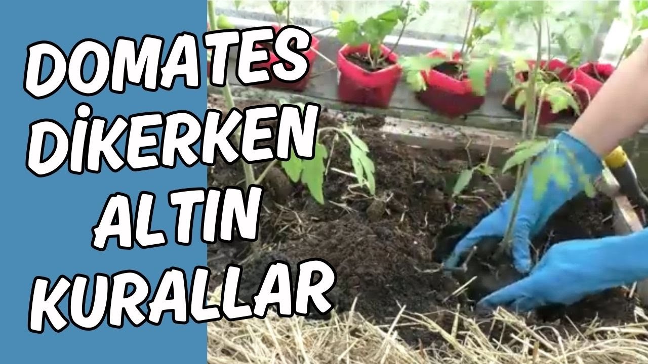 Domates dikerken ALTIN KURALLAR #domates