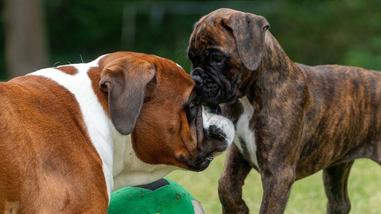 Boxer dog Rex and Sammie close up growling and fun chasing!