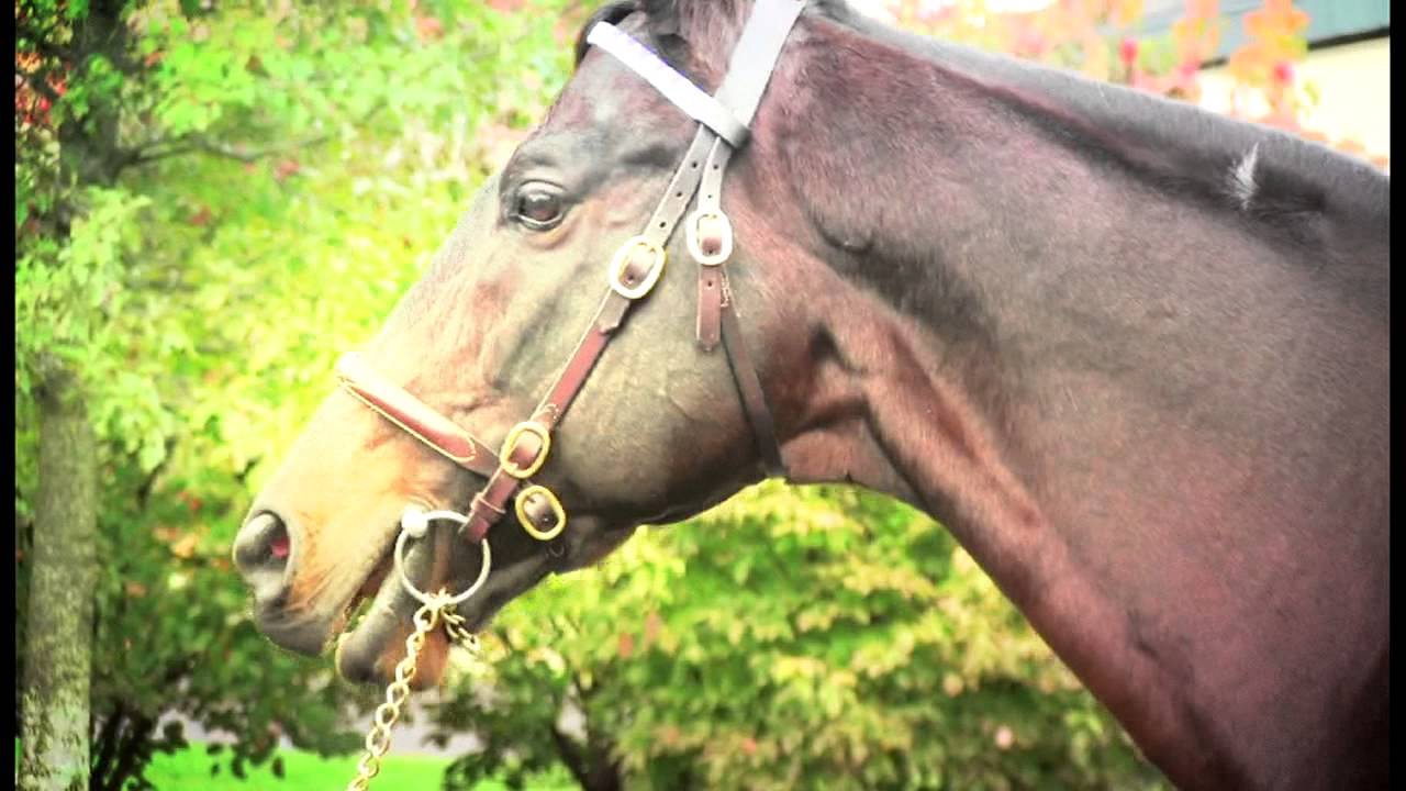 #DubaiRacing- Inside Jonabell Farm