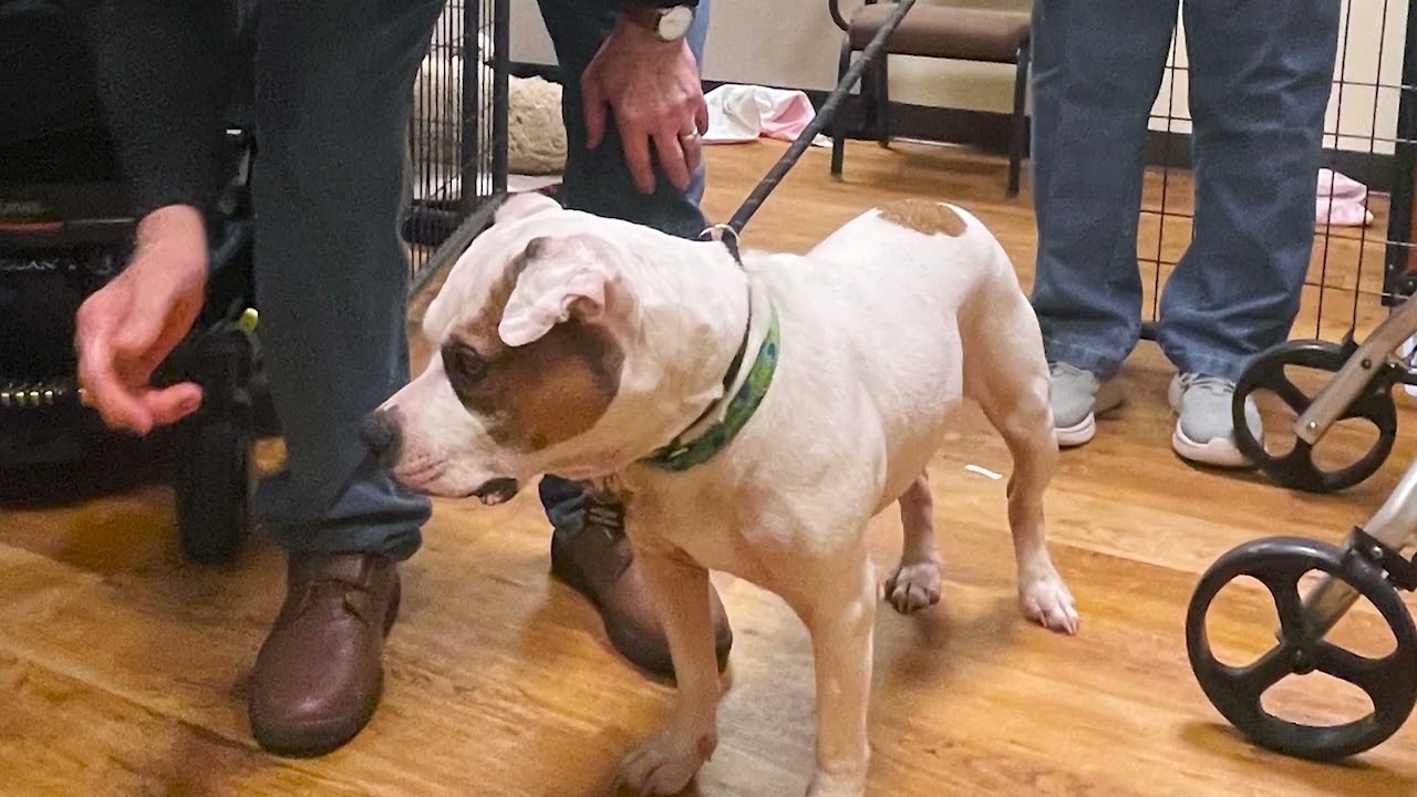 WVH Foster Dog Program