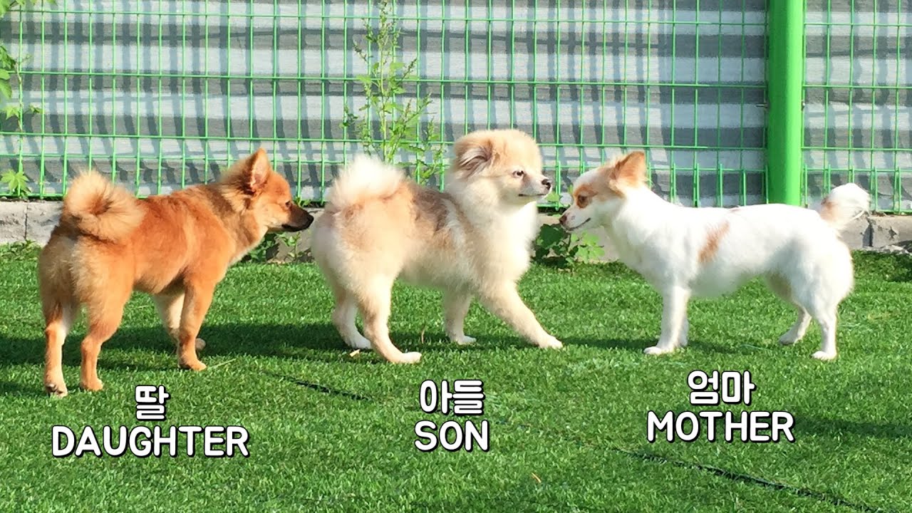 Разлученная Мать и Щенки Снова Встретились!!