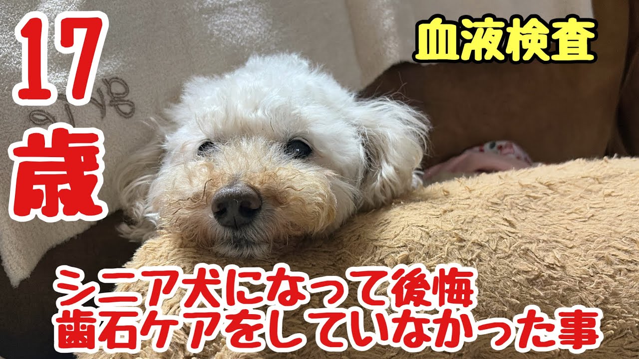 17歳になって気づいた…やってあげればよかった歯石ケア