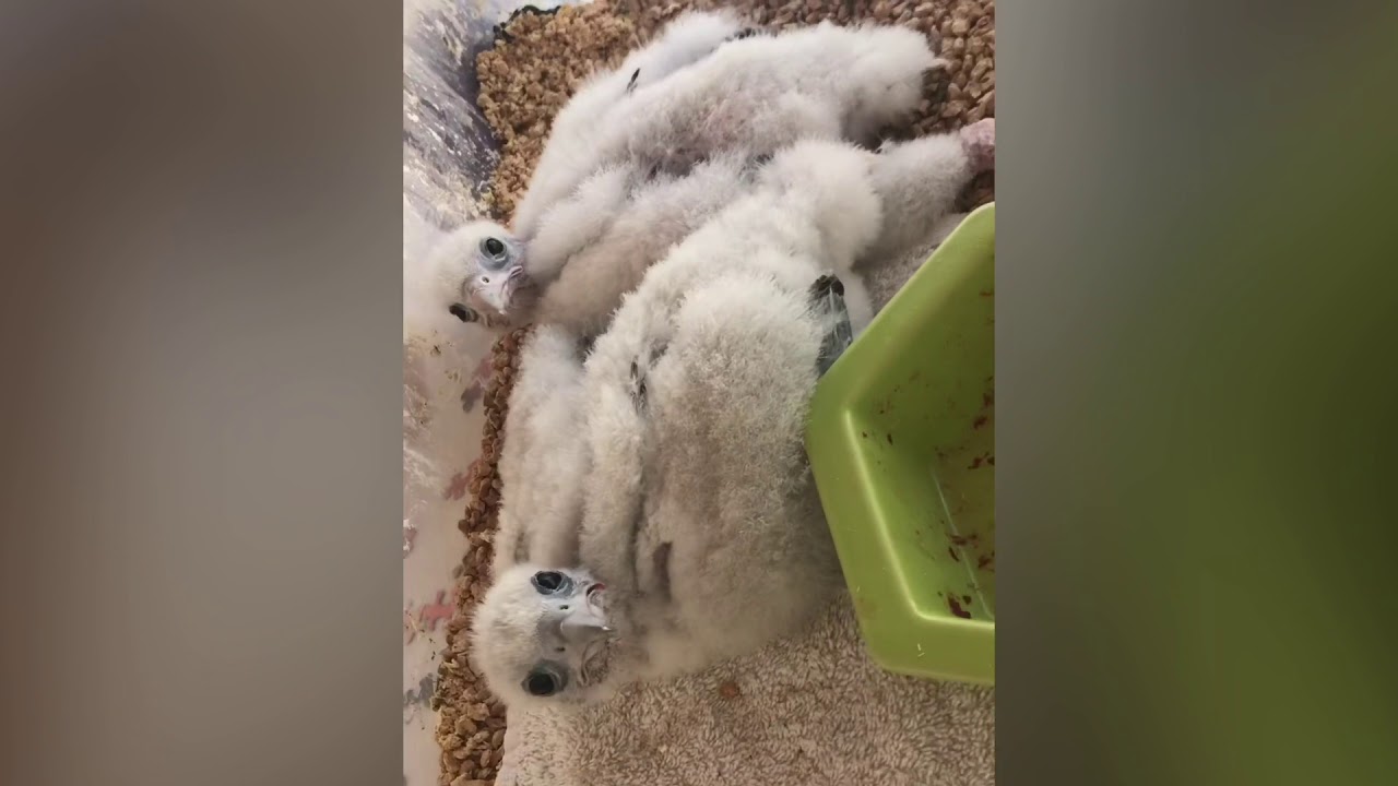 Jedi, from hatch to flight