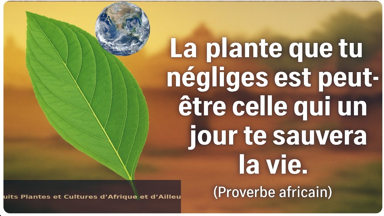 Le Messep : de la case au guérisseur, l’histoire d’une plante qui purifie et guérit@patijoelle9810 