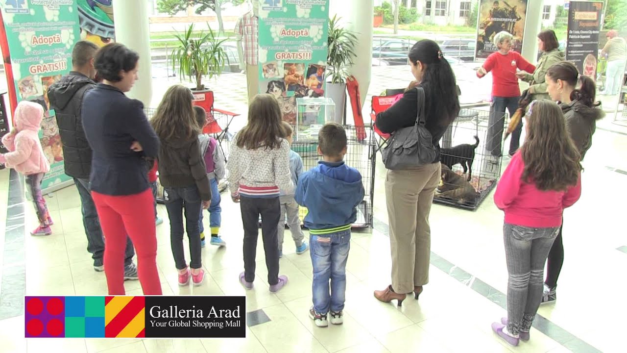 Actiune Animed de adoptie animale in Galleria Arad