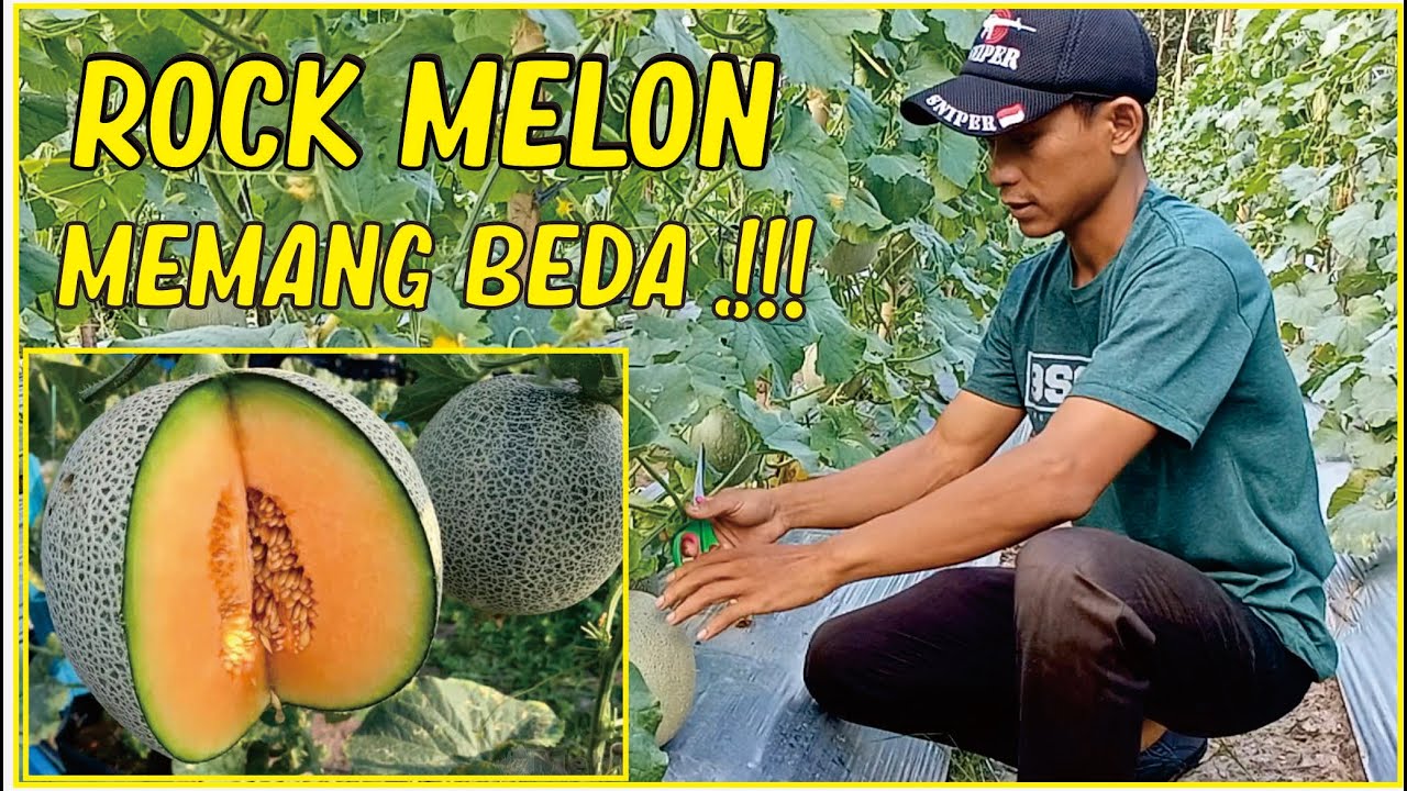BUDIDAYA ROCK MELON, Tanaman Melon Sehat