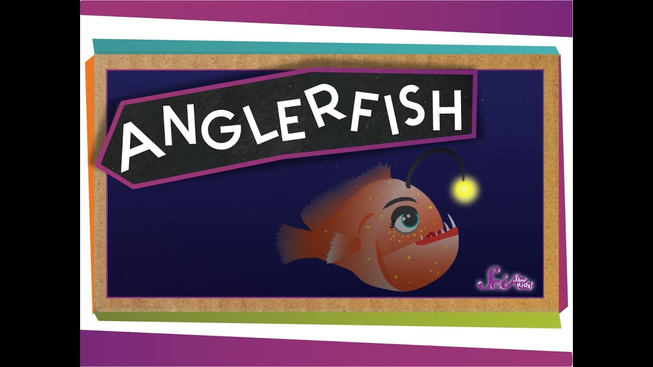 All About Anglerfish