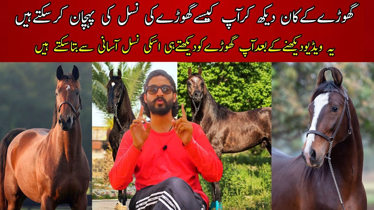 Horse Ears and their difference | How can you judge any horse breed from his ears like Marwari ,Desi