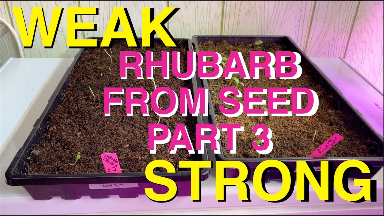How to Grow Rhubarb From Seed!