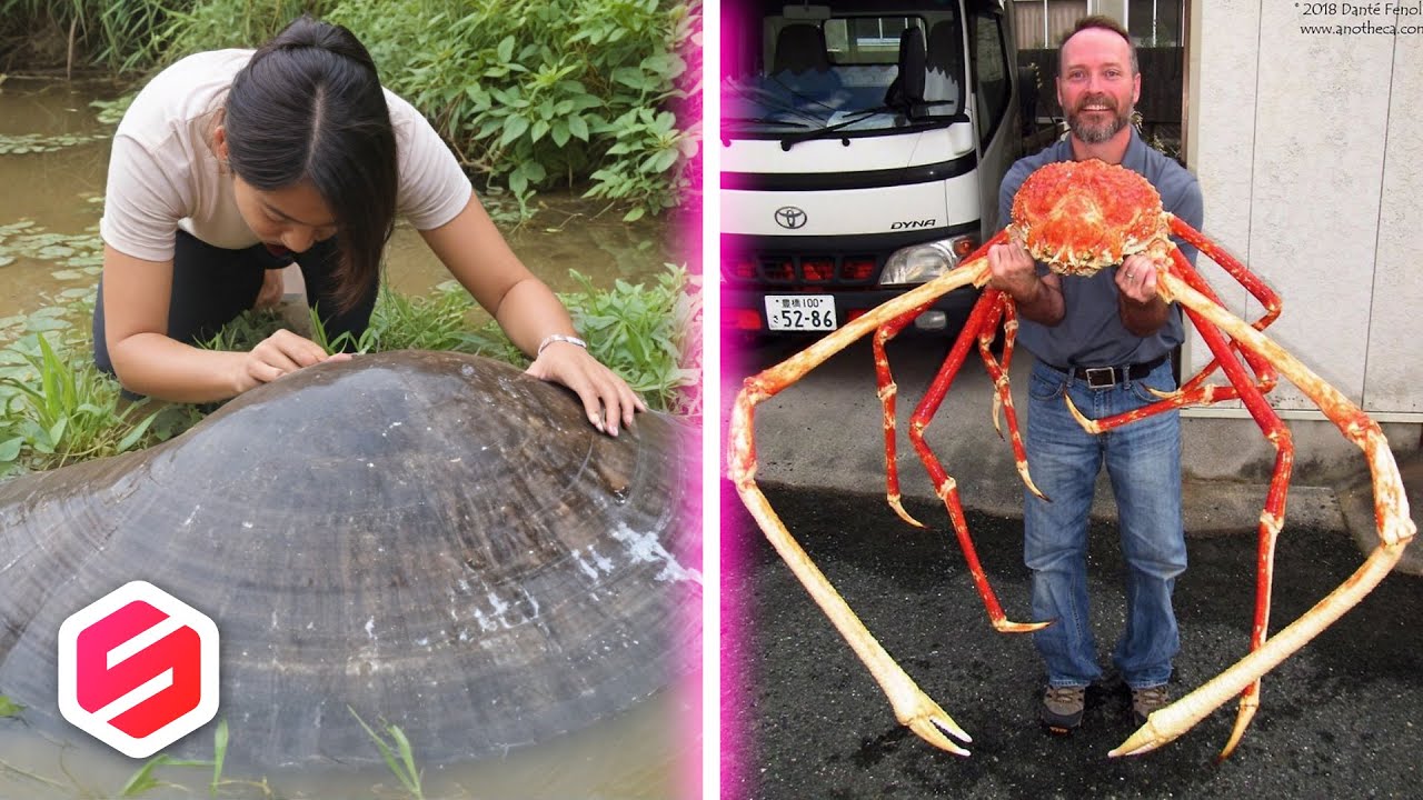 DI LUAR NURUL!! KERANG & KEPITING RAKSASA, 8 Binatang Ini Ternyata Punya Ukuran super besar..