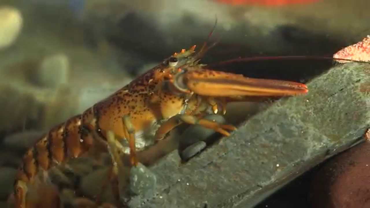 Le homard d'Amérique