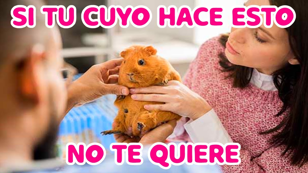 😭❌ Señales de que tu cuyo NO TE QUIERE!