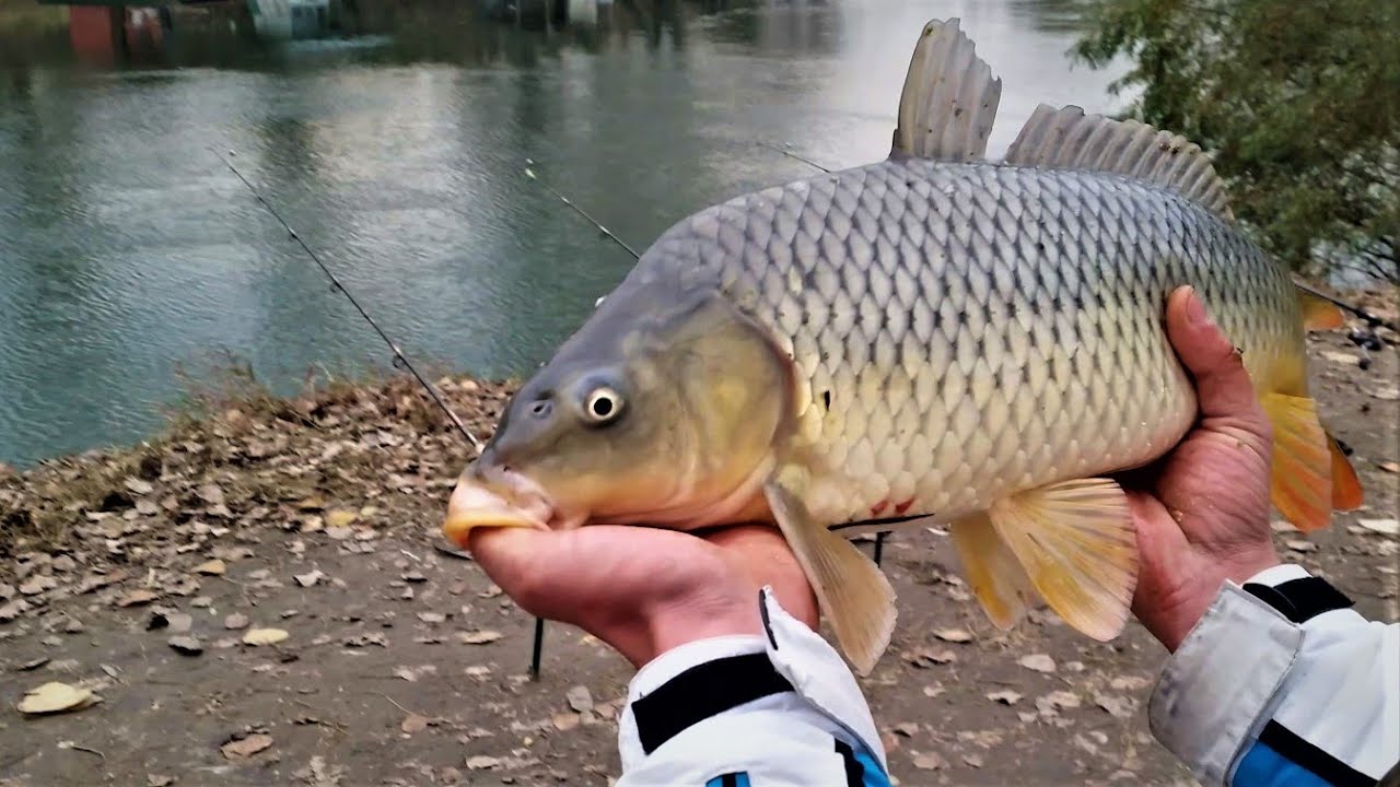 Poludeli tamiški šarančići - drugi deo dana - novembar 2021. | Carp fishing - Tamis river - Part 2 😎