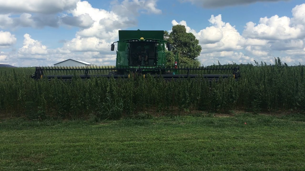 Murray State University Hemp Crop Harvest Combine 2017
