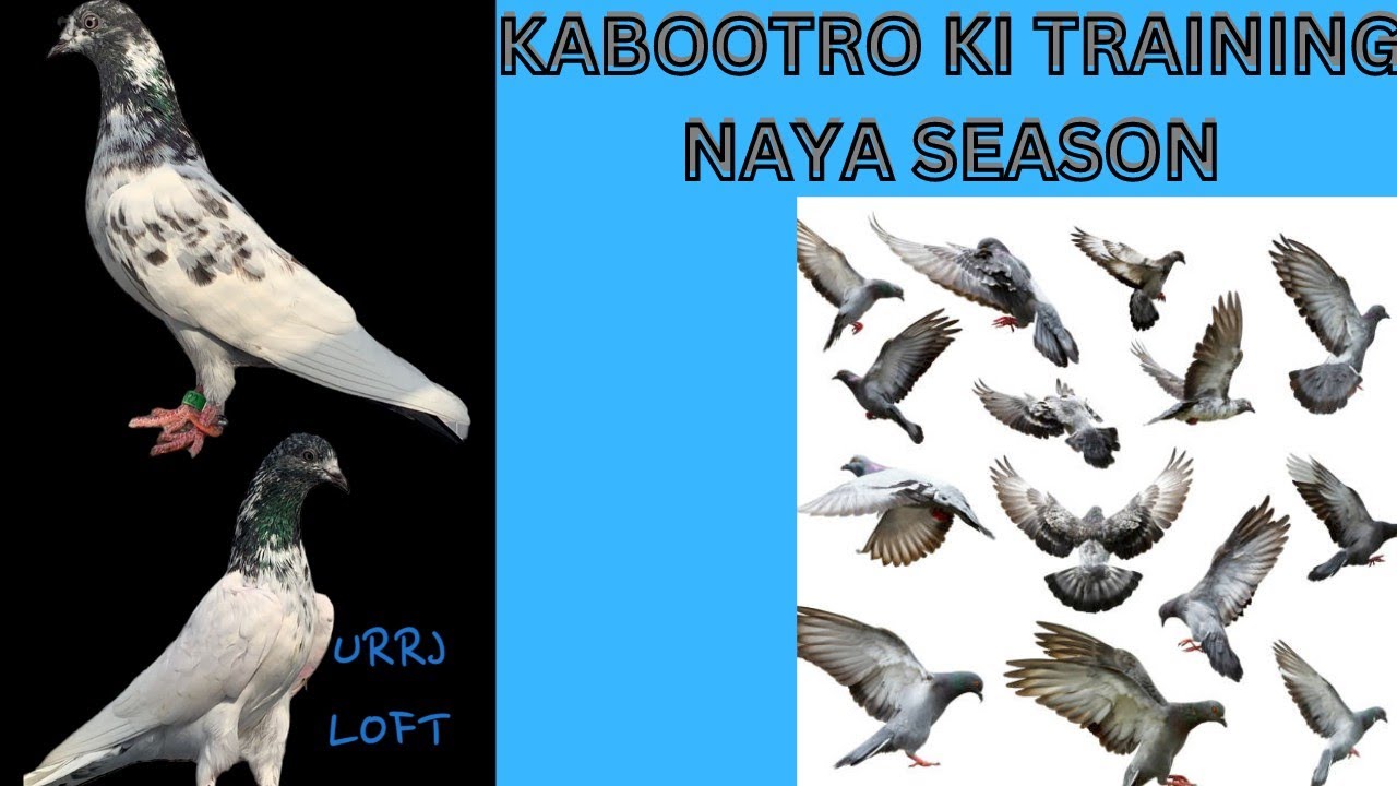 kabootaro ki training Naya season