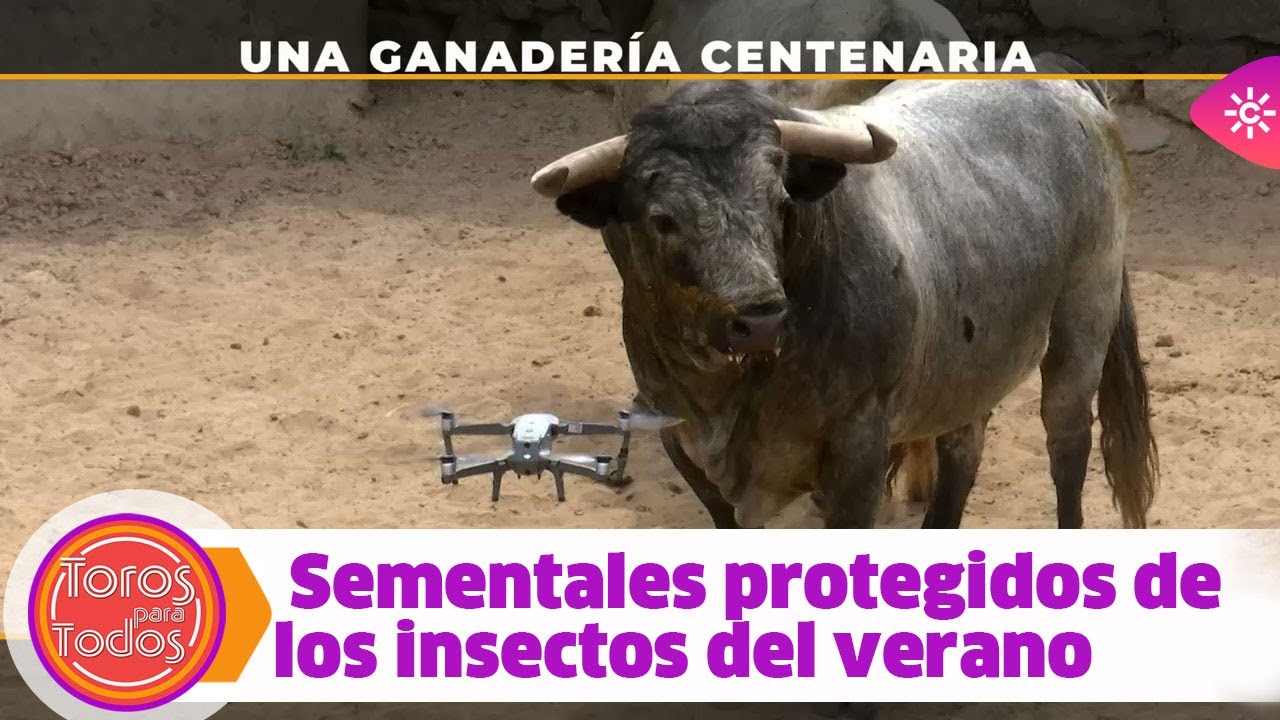 Toros para todos |Cómo mantener libres de mosquitos a los sementales durante tres meses