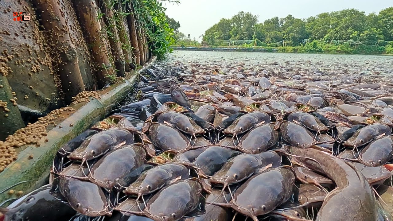 KEEDANAN MAKAN!! Bagaimana Miliaran Ikan Lele Liar Dinaikkan Diveri Pakan Pellet!!