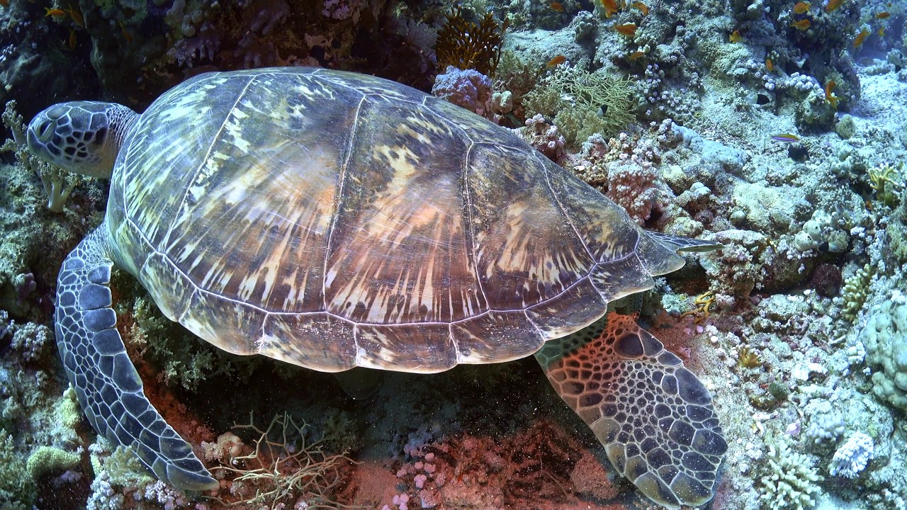 4K Scuba Diving in Sharm El Sheikh - Summer 2019 (Part 2)