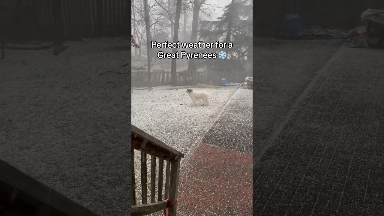 Perfect snowstorm for Great Pyrenees #greatpyrenees #snow #snowstorm #snowdog #winterstorm