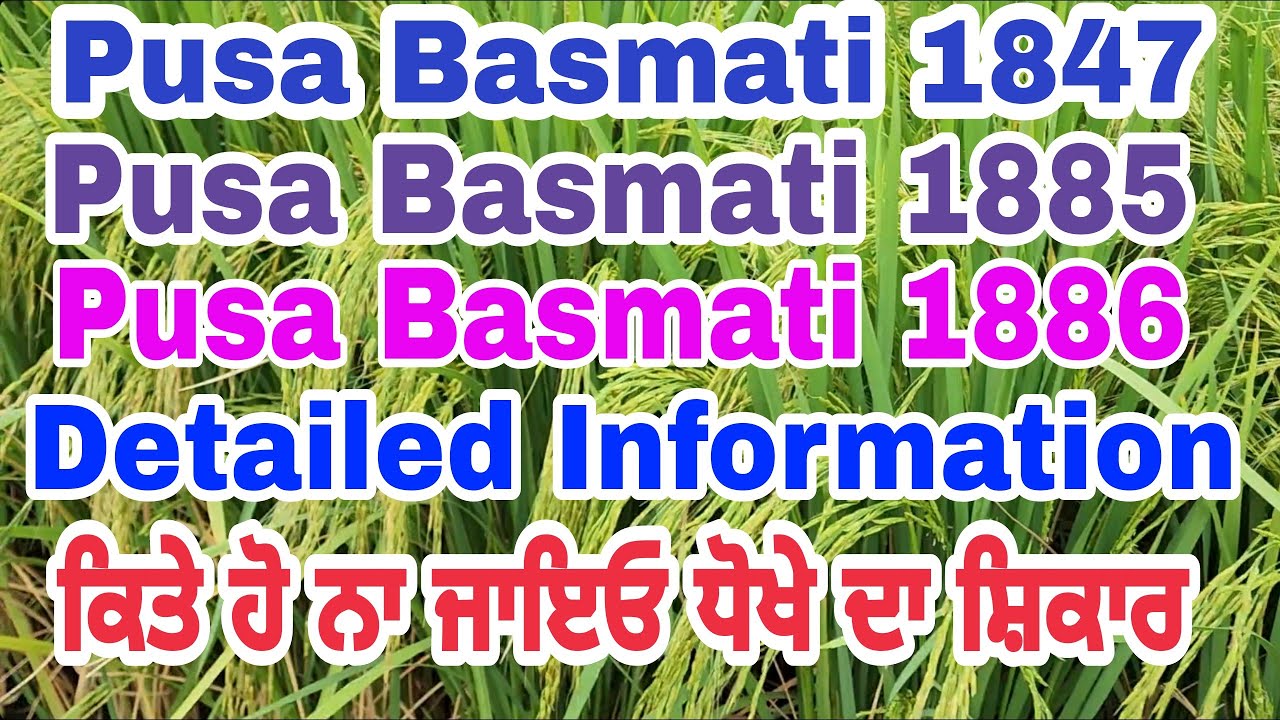 Basmati Rice Seed Precautions