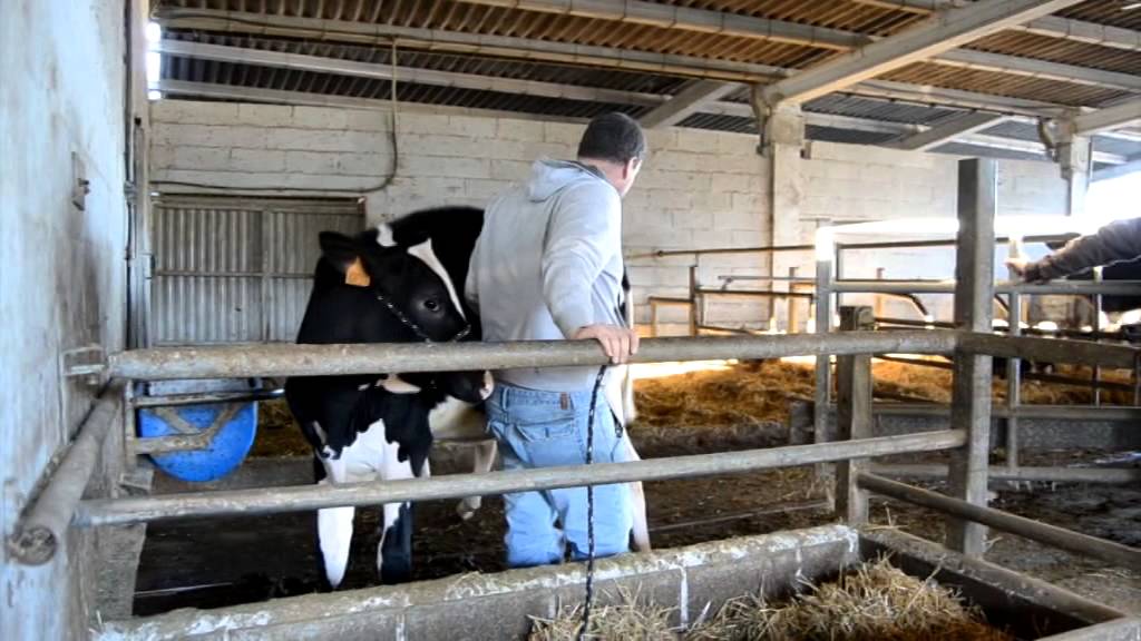 SALIDA HACIA EL EUROPEAN DAIRY SHOW DE 2014