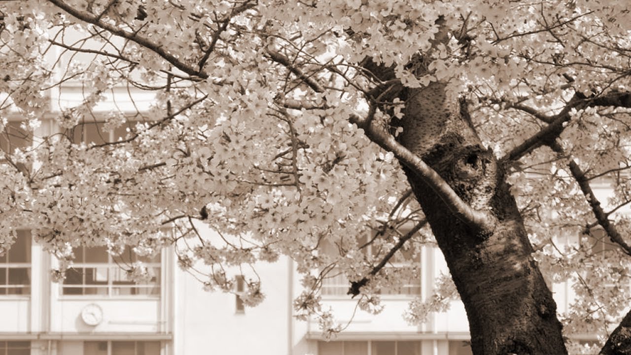 SAKURA - いきものがかり（フル）