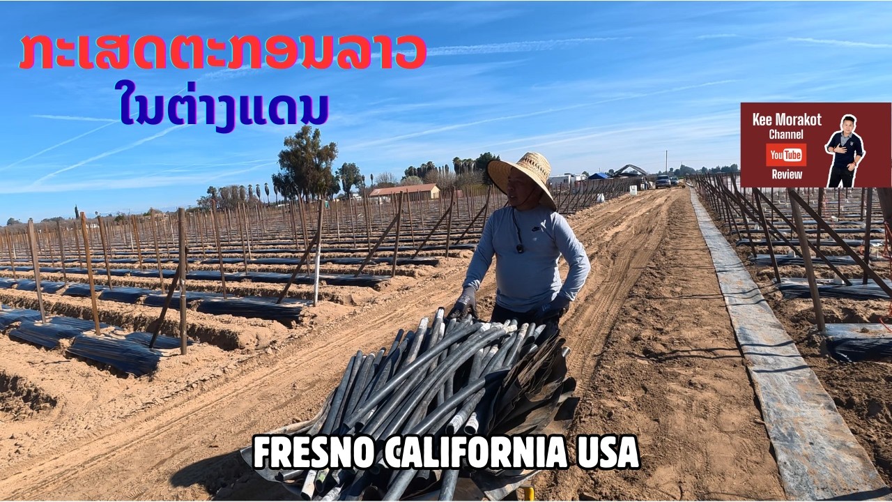 ເລີ່ມຕົ້ນລະດູການປູກຝັງ #Laos #Farmer #Fresno #California #USA