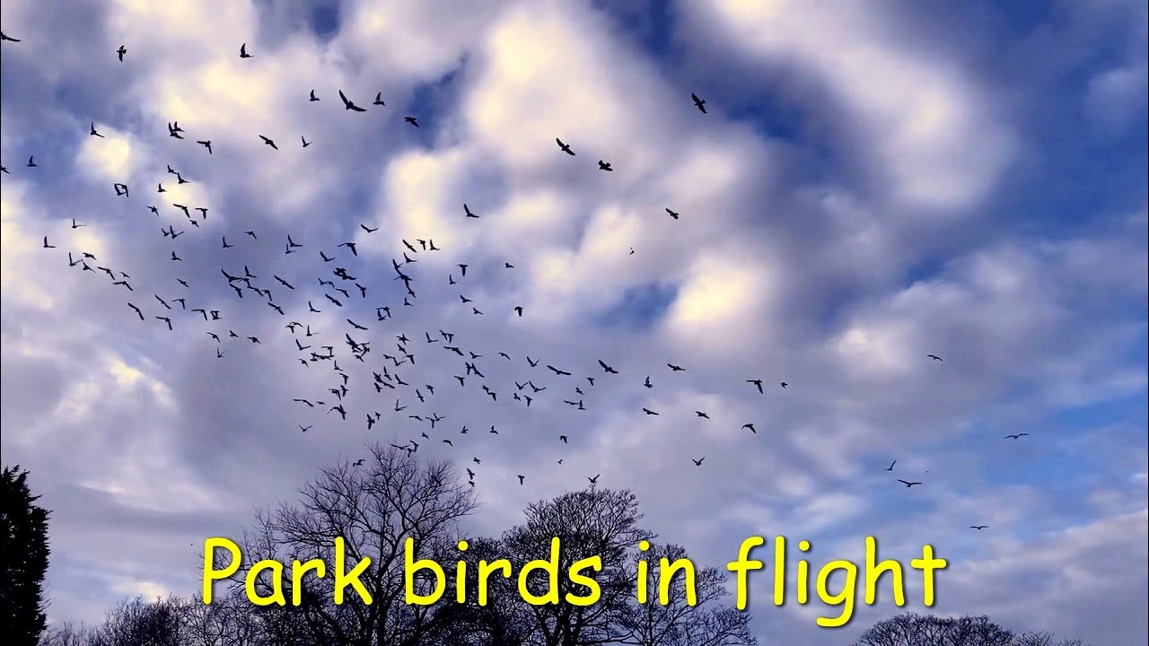 Park birds in flight