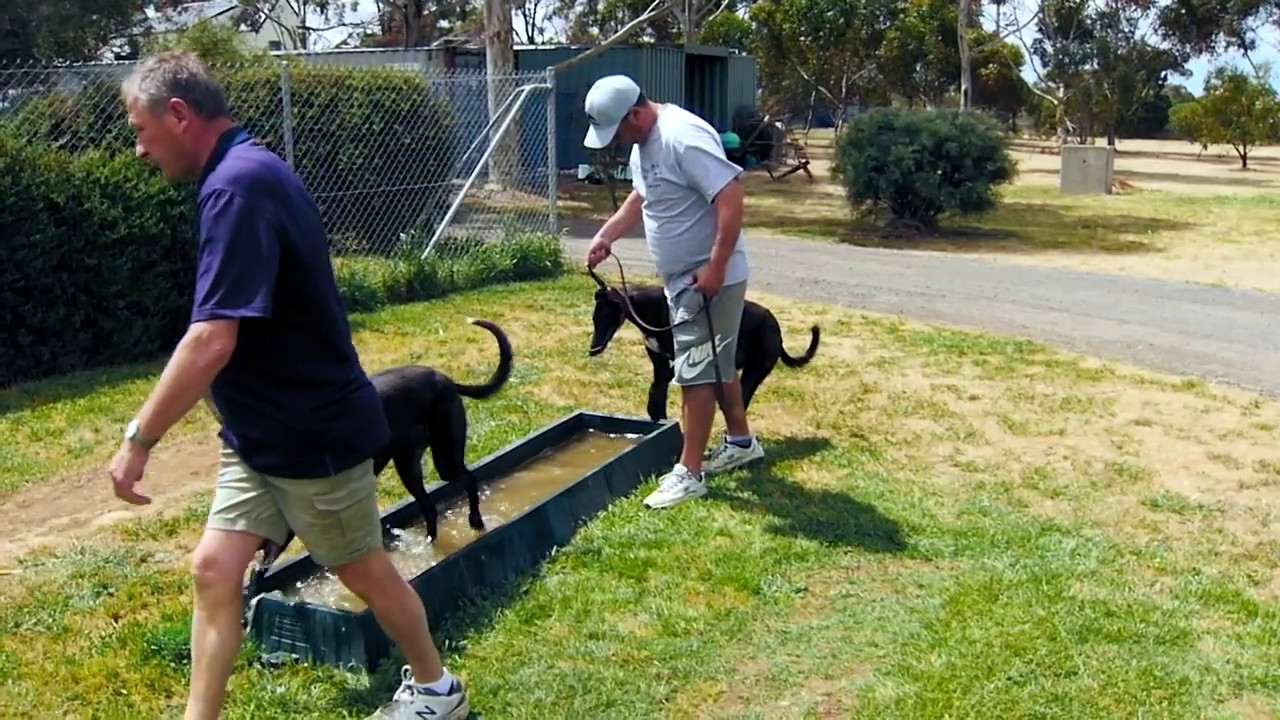Greyhound Care: Exercising & trialling