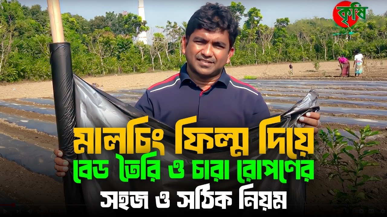 মালচিং ফিল্ম দিয়ে বেড তৈরি ও চারা রোপণের সহজ ও সঠিক নিয়ম
