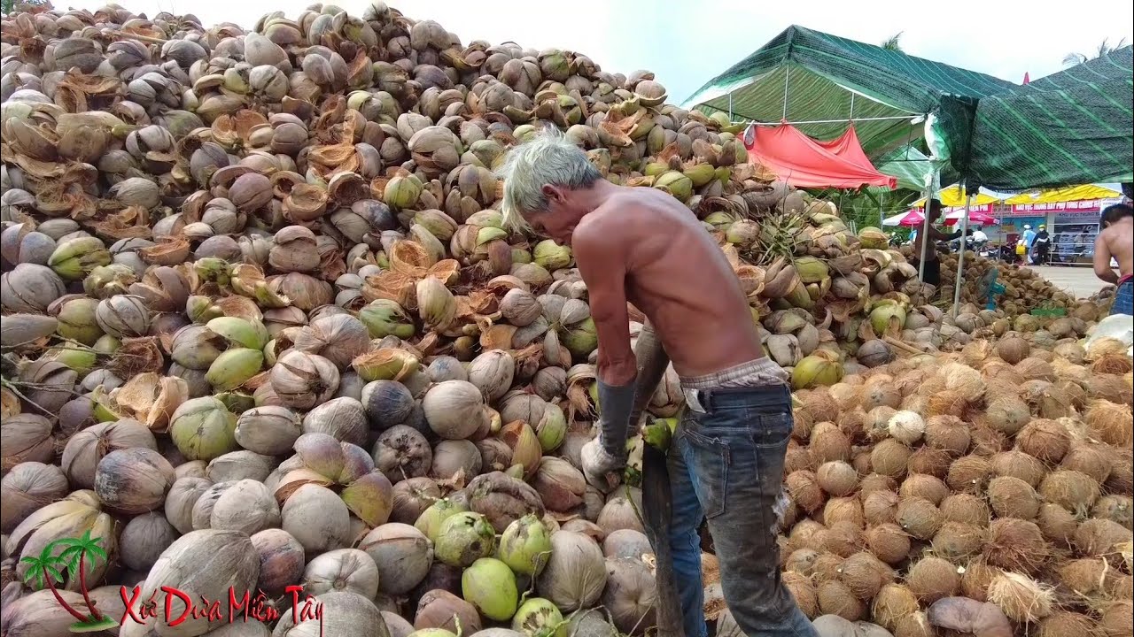 Nhìn nổi da gà dụng cụ lột dừa  bà con Bến Tre l XỨ DỪA MIỀN TÂY