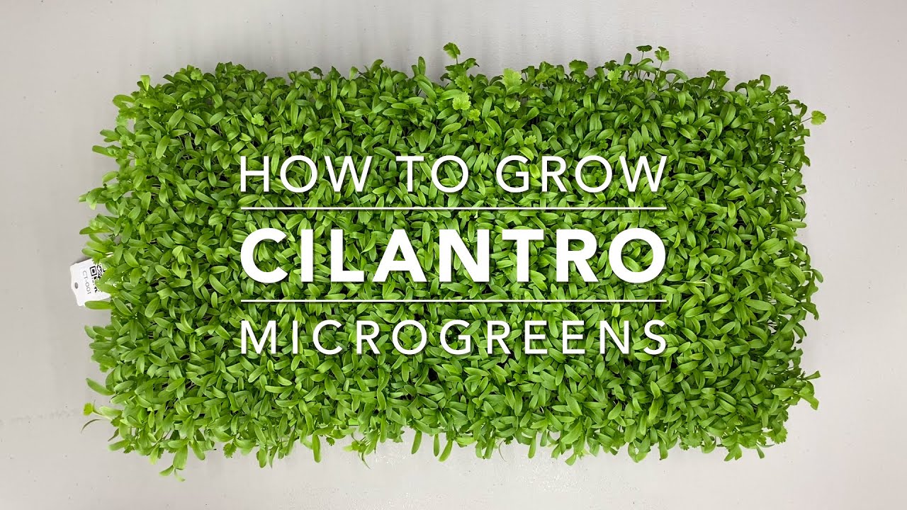 How To Grow Cilantro Microgreens
