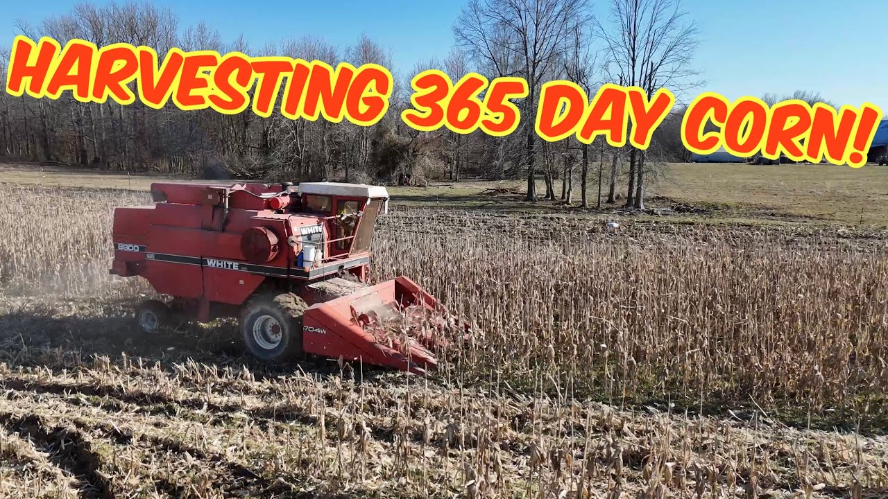 365 Day corn HARVESTED!!!