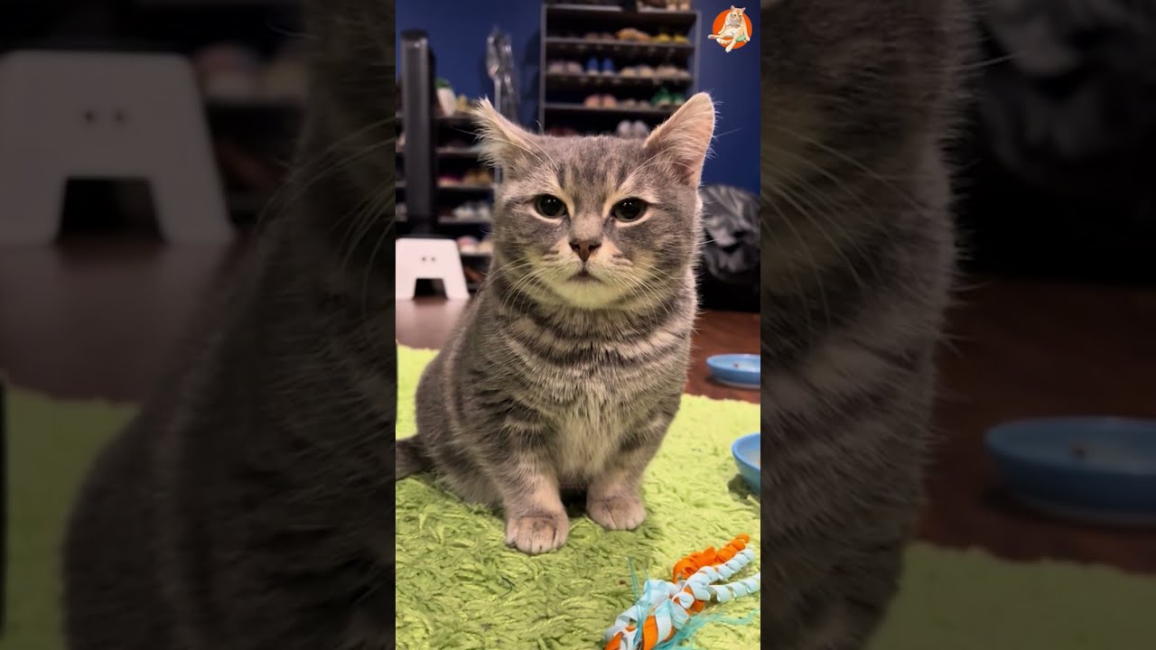 Funniest Cats Videos😼Try Not To Laugh😜Daily Serving of Internet Cats Part 13
