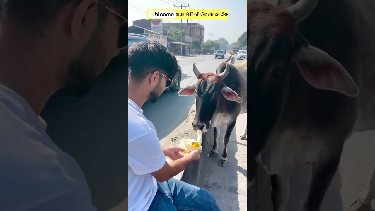 Please don&rsquo;t leave them roadside 🐮💔😞 #shorts #thewildwolf